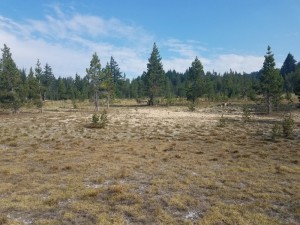 wp-image-1727570235