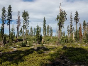wp-image-2032903629